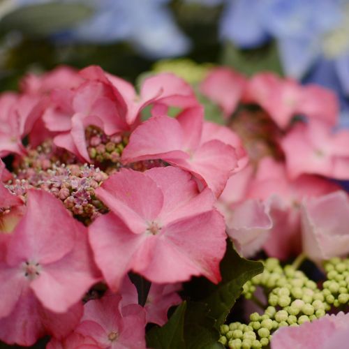 HYDRANGEA